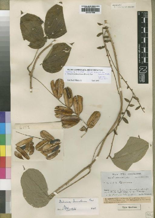 Dioscorea dumetorum (Kunth) Pax - BM000911559