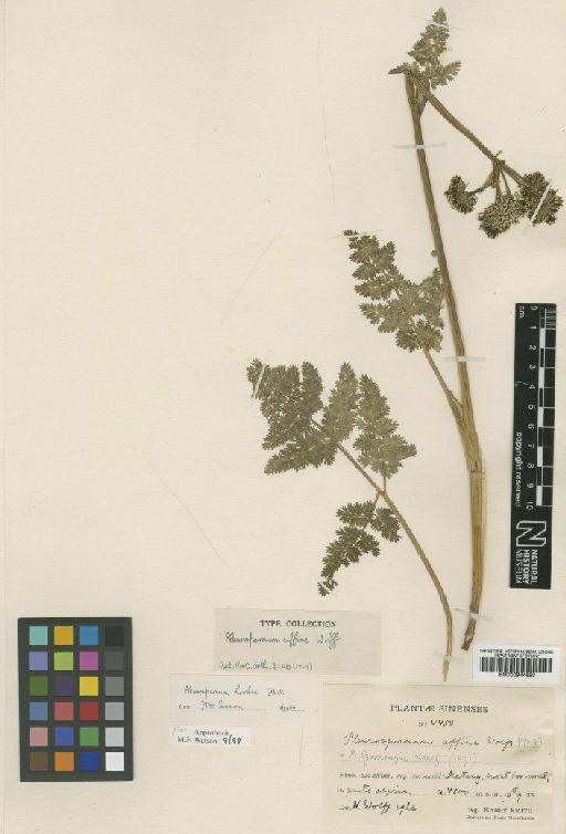 Pleurospermum hookeri C.B.Clarke - BM000944690