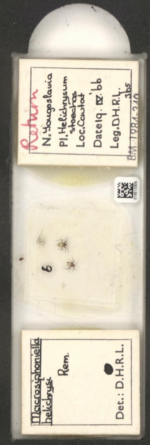Macrosiphoniella helichrysi Remaudiere, 1952 - 010013305_112660_1094725