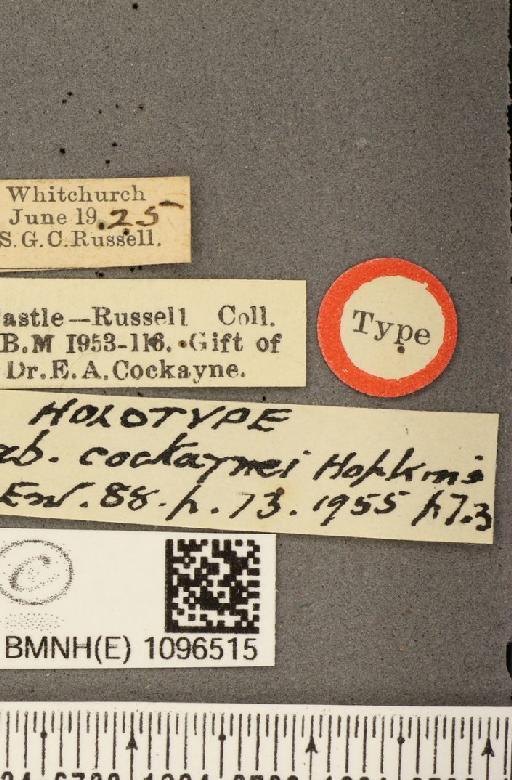 Coenonympha tullia polydama ab. cockaynei Hopkins, 1955 - BMNHE_1096515_label_7751