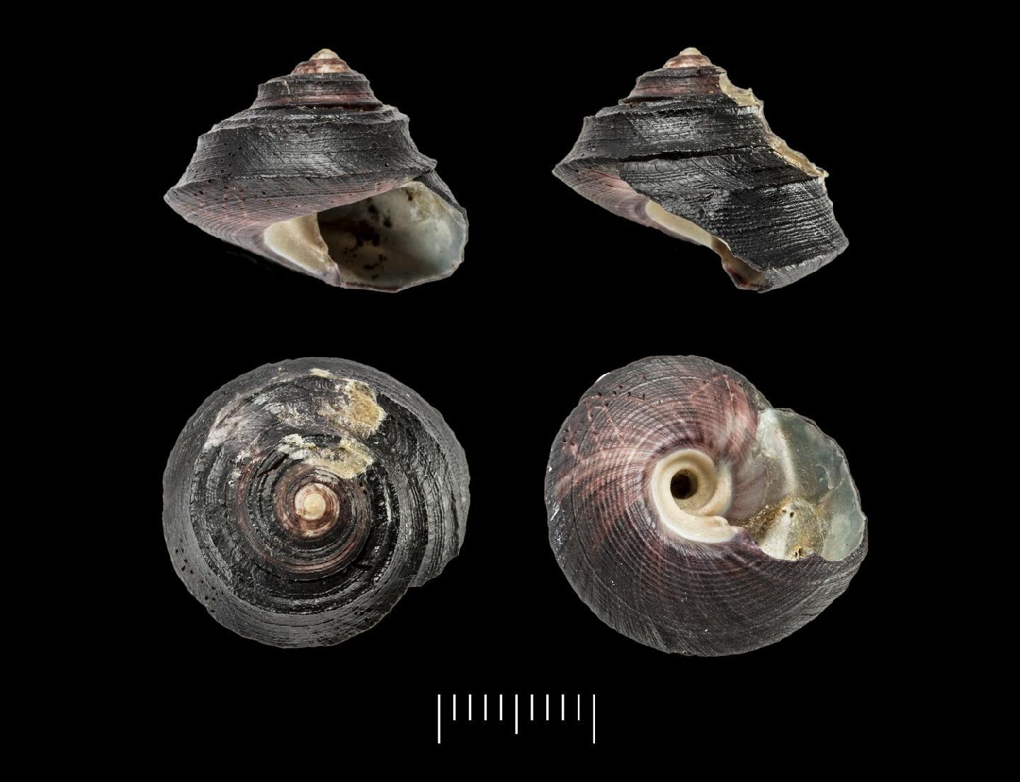 To NHMUK collection (Chlorostoma tropidophorum A. Adams, 1853; TYPE; NHMUK:ecatalogue:2384654)