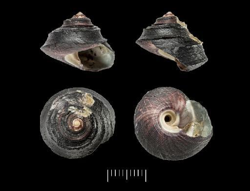 Chlorostoma tropidophorum A. Adams, 1853 - 196886 b