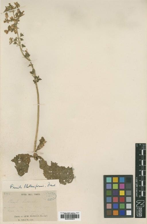 Primula blattariformis Franch. - BM000996823