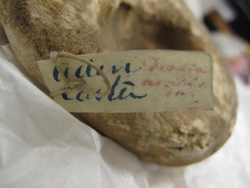 Geodia arabica Carter, 1869 - 230592