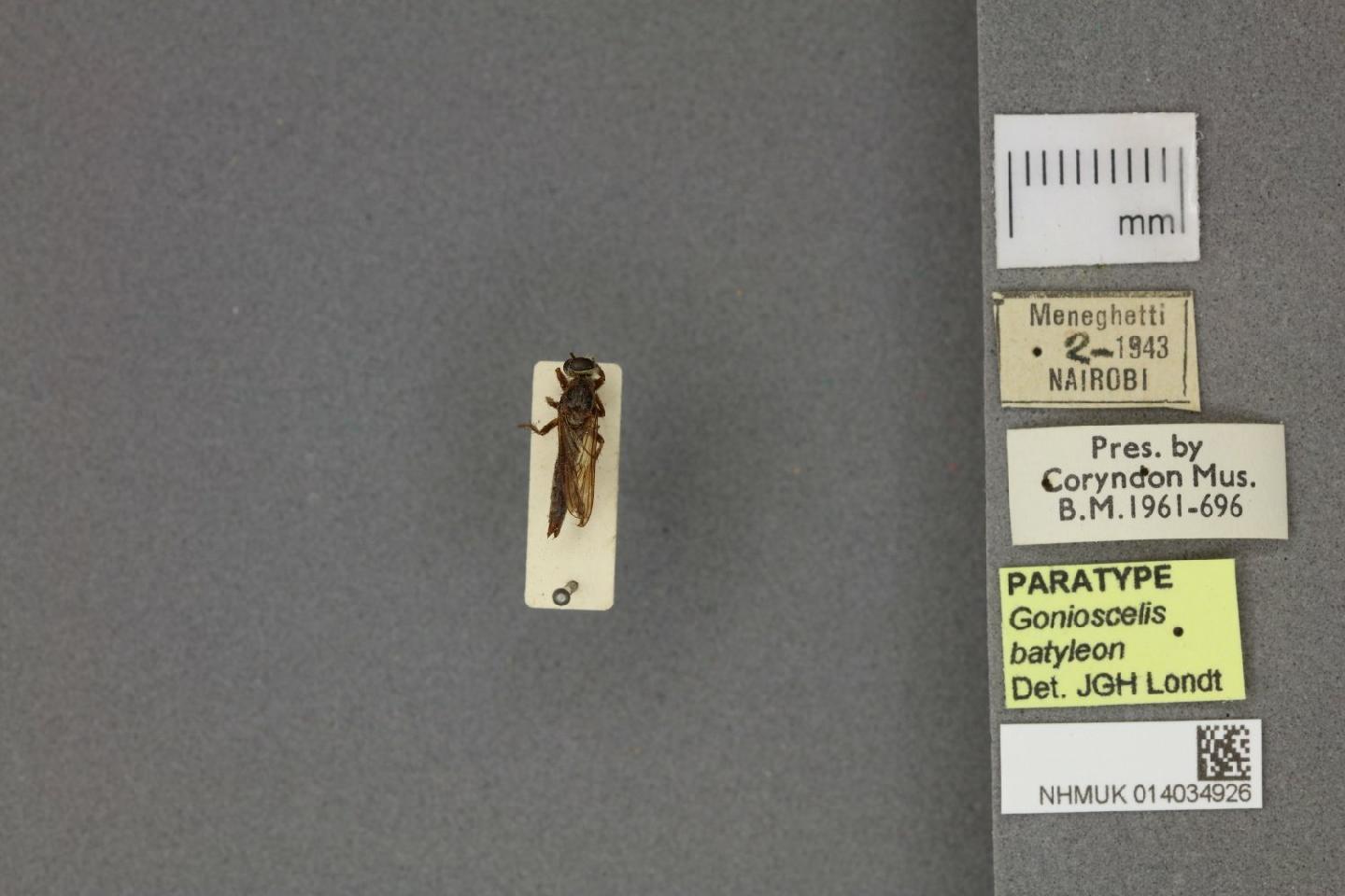 Gonioscelis batyleon