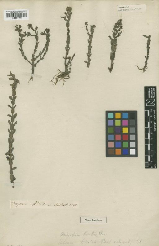 Acisanthera bivalvis (Aubl.) Cogn. - BM000953922