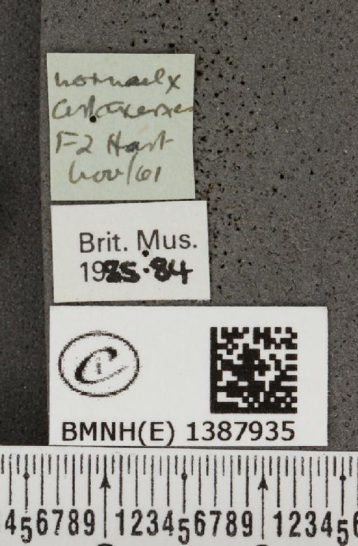 Aricia agestis x artaxerxes - BMNHE_1387935_label_185404