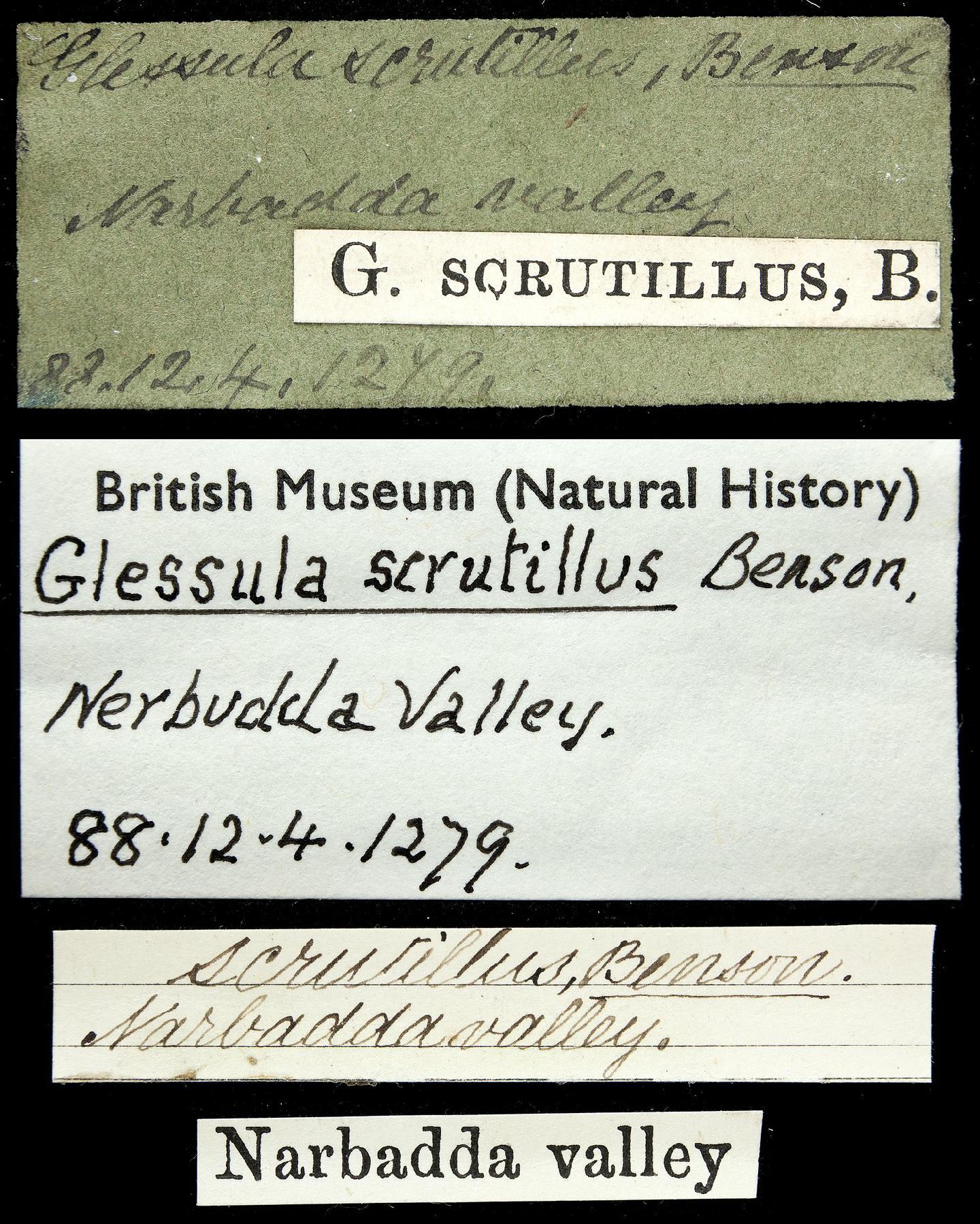 To NHMUK collection (Achatina scrutillus Benson, 1860; NEOTYPE; NHMUK:ecatalogue:2761750)