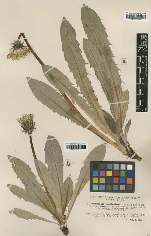 Taraxacum chochleatum Dahlst & Lindb. - BM001043451