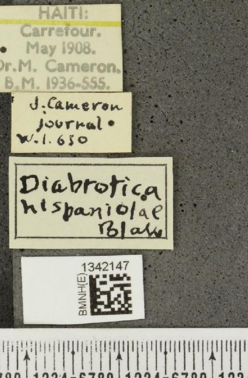 Paranapiacaba hispaniolae (Blake, 1963) - BMNHE_1342147_label_23988