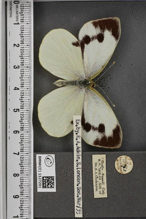 Pieris brassicae ab. fasciata Kiefer, 1918 - BMNHE_1127201_84322