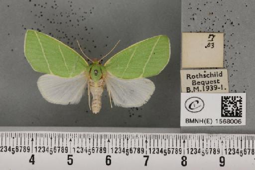 Bena bicolorana (Fuessly, 1775) - BMNHE_1568006_a_293458