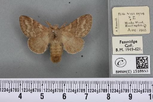 Trichiura crataegi (Linnaeus, 1758) - BMNHE_1518653_202294