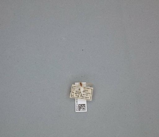 Nectopsyche - 014413154_261473_695608