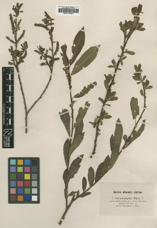 Salix silesiaca Willd. - BM001066864