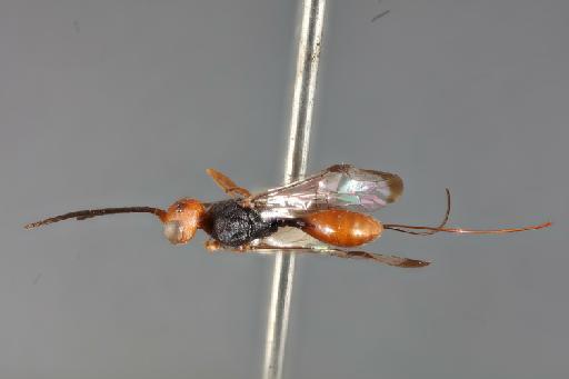 Aulacus minutus Crosskey, 1953 - 013457851_Aulacus_minutus_HT-F-3a-326_hab-dors-x2