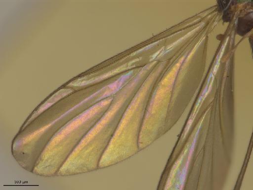 Monocentrota lundstroemi Edwards, 1925 - Monocentrota_lundstroemi-PT_BMNH236646-wing.jpg