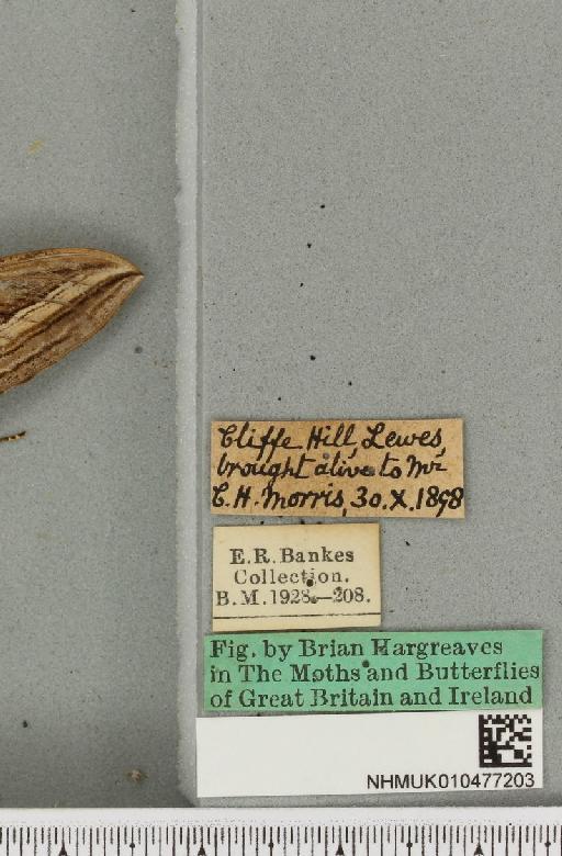 Hippotion celerio (Linnaeus, 1758) - NHMUK_010477203_label_534807