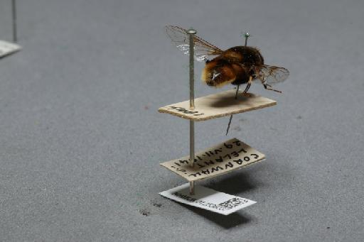 Eristalis (Eoseristalis) intricarius (Linnaeus, 1758) - 012536037_additional_1