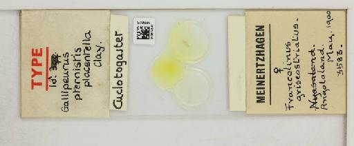 Cuclotogaster placentalis Clay, 1938 - 010674341_816422_1428966