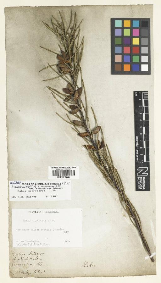 Hakea microcarpa R.Br. - BM000798223