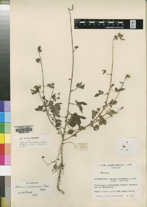 Hibiscus jacksonianus Exell - BM000645522