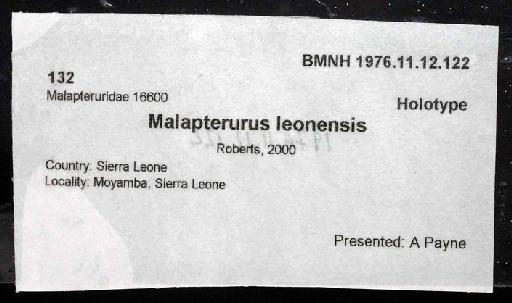 Malapterurus leonensis Roberts, 2000 - 1976.11.12.122; Melapterurus leonensis; image of jar label; ACSI project image