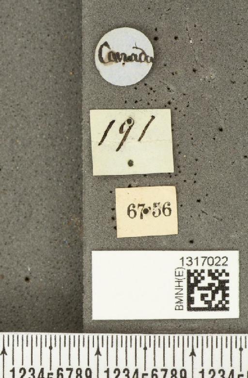 Calligrapha (Polyspila) philadelphica (Linnaeus, 1758) - BMNHE_1317022_label_15941