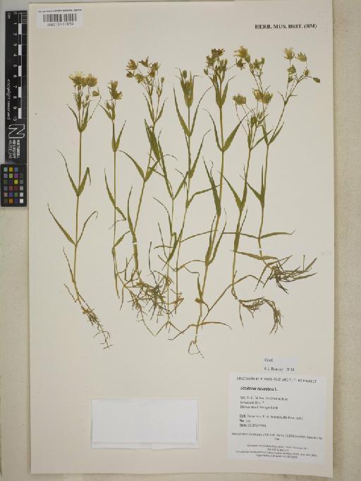 Stellaria holostea L. - BM013411934