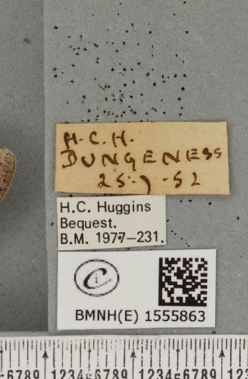 Dicallomera fascelina (Linnaeus, 1758) - BMNHE_1555863_label_255628