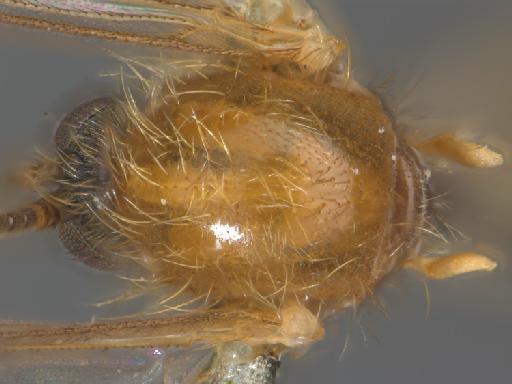 Sciophila buxtoni Freeman, 1956 - 010626502_Sciophila_buxtoni_HT_BMNH236662_thorax_d