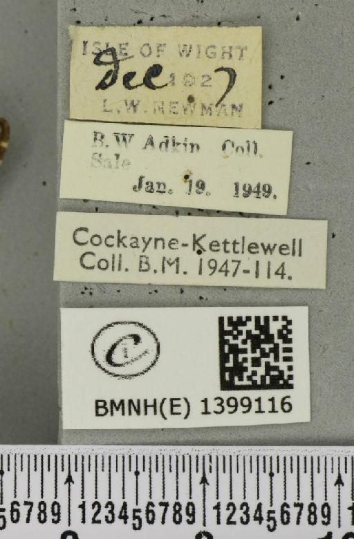 Poecilocampa populi (Linnaeus, 1758) - BMNHE_1399116_label_188893