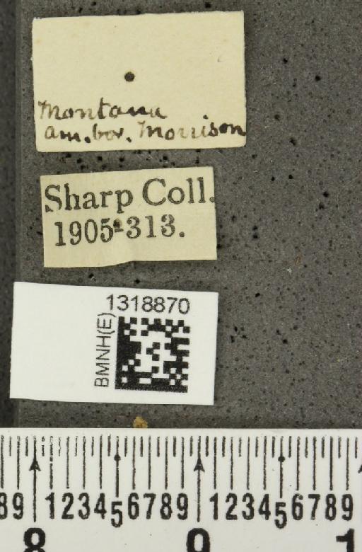 Systena frontalis (Fabricius, 1801) - BMNHE_1318870_label_26187