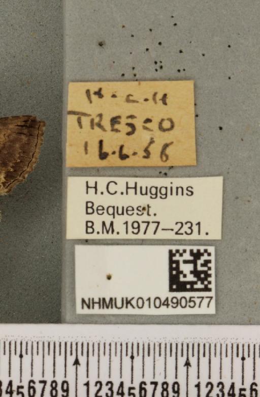 Abrostola triplasia (Linnaeus, 1758) - NHMUK_010490577_label_553000