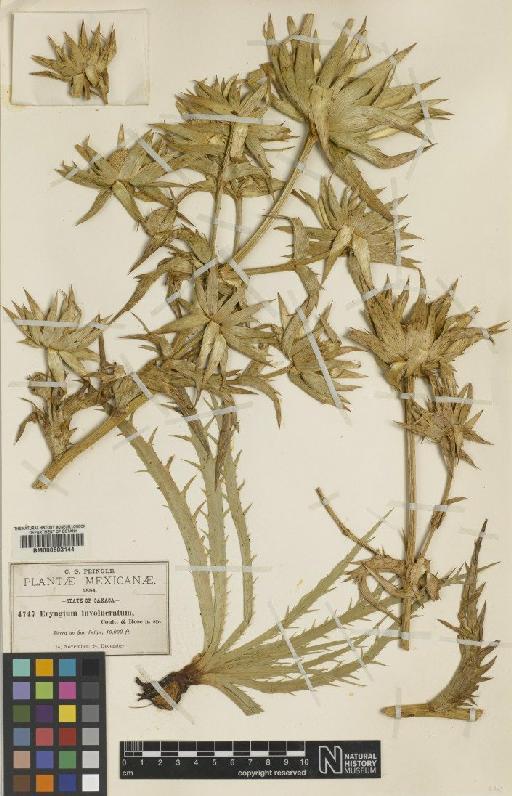 Eryngium involucratum Coult. & Rose - BM000603144