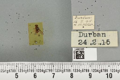 Ceratitis (Pterandrus) quilicii De Meyer et al., 2016 - BMNHE_1466386_26982