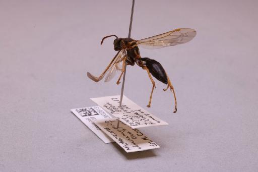 Mischocyttarus chanchamayoensis Richards, 1978 - 013632813_additional_2