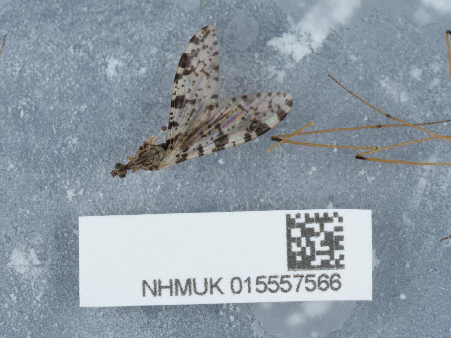 Eloeophila maculata thumbnail