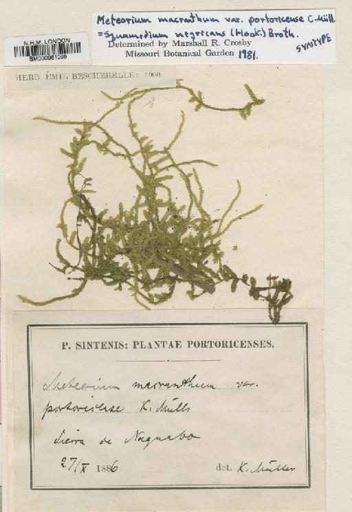 Squamidium nigricans (Hook.) Broth. - BM000961068