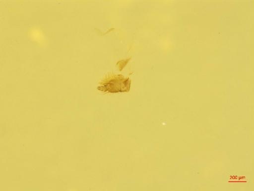 Scolytinae Latreille, 1804 - 010131972___10