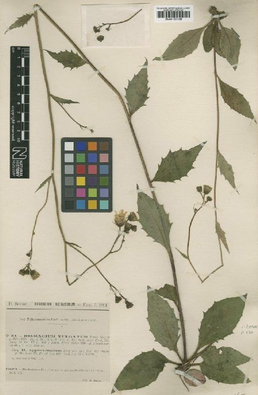 Hieracium maculatum subsp. approximatum (Jord.) Zahn - BM001051136