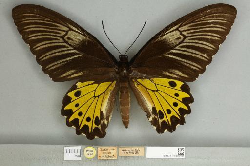 Troides helena mosychlus (Fruhstorfer, 1913) - 013607210__599304