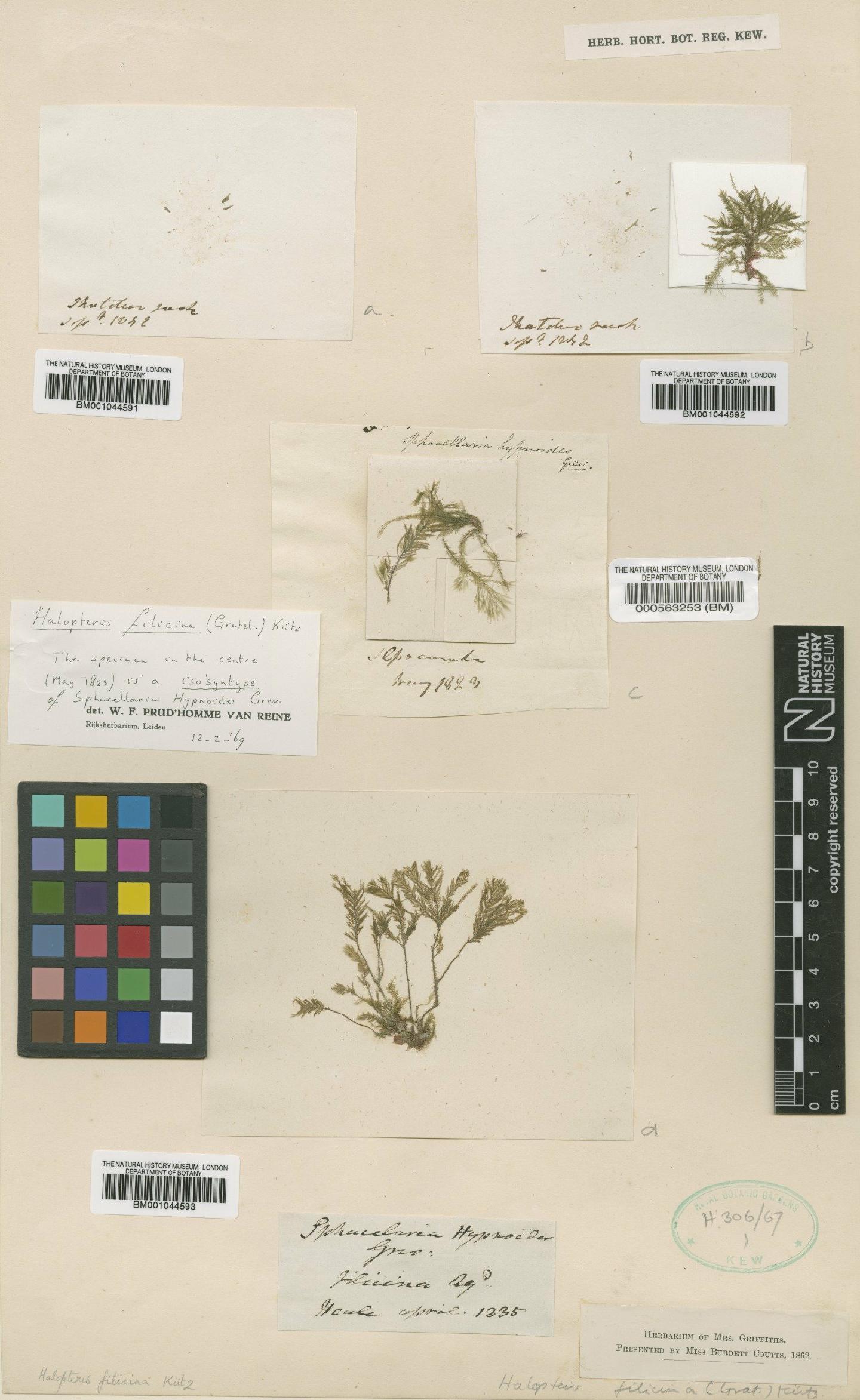 To NHMUK collection (Halopteris filicina (Gratel.) Kütz.; NHMUK:ecatalogue:630920)
