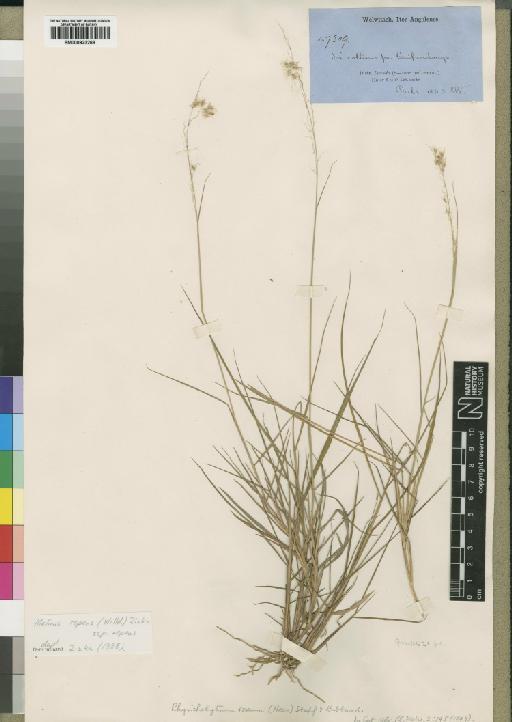 Melinis repens subsp. repens (Willd.) Zizka - BM000923268