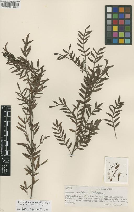 Schinus weinnmannifolia var. hassleri Barkl - BM000087221