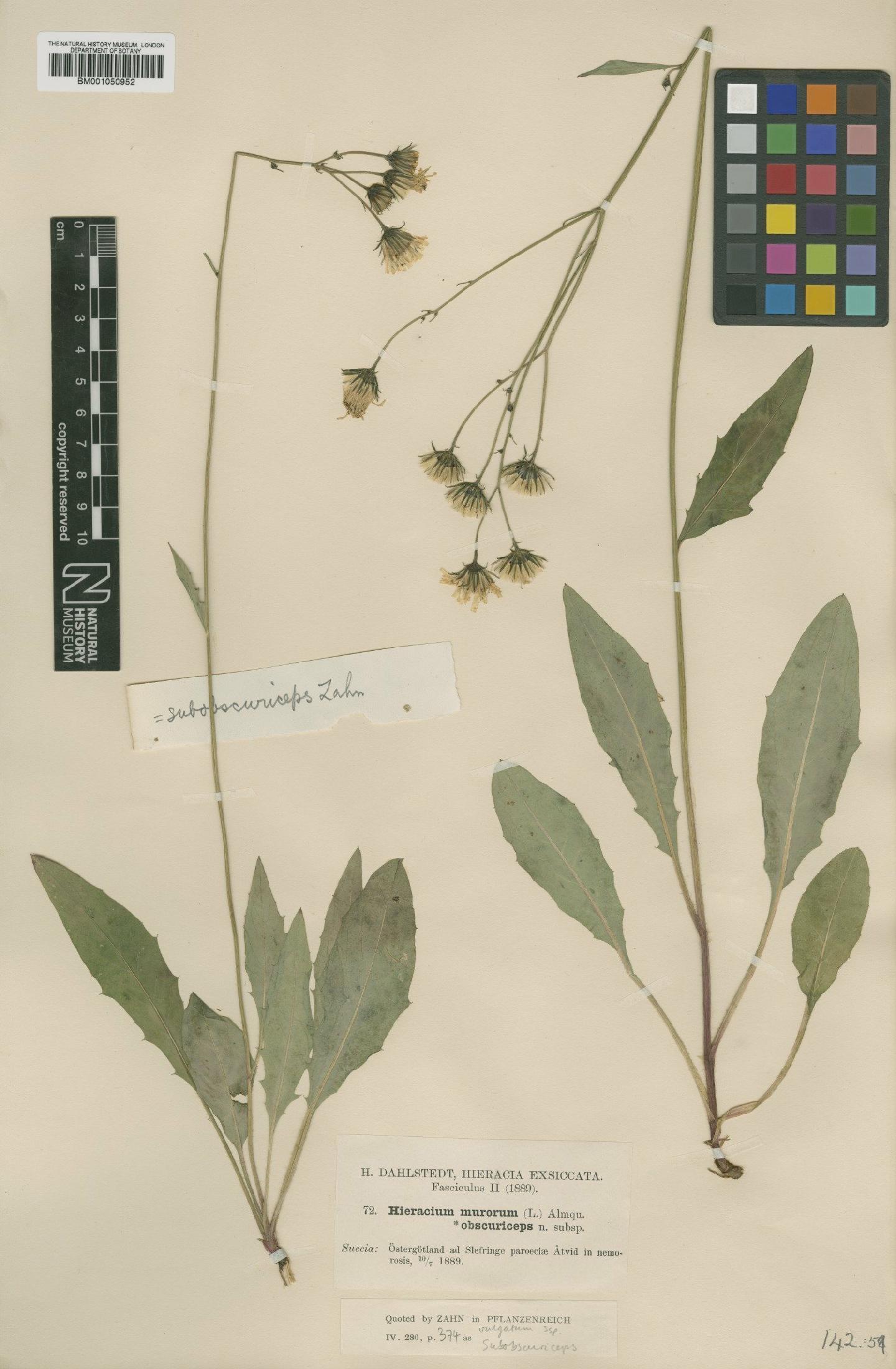 To NHMUK collection (Hieracium vulgatum subsp. subobscuriceps Zahn; TYPE; NHMUK:ecatalogue:2413725)