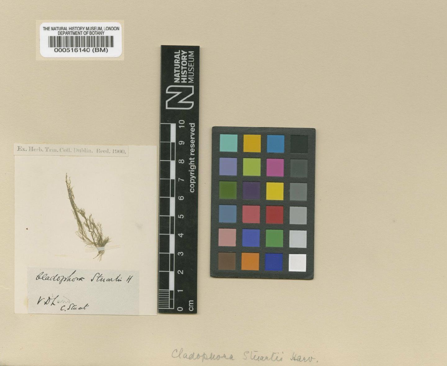 To NHMUK collection (Cladophora stuartii Harvey; Type; NHMUK:ecatalogue:4829537)