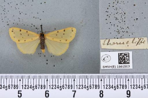 Setina irrorella (Linnaeus, 1758) - BMNHE_1660503_258940