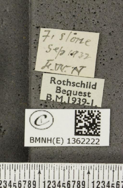 Lysandra bellargus ab. irregularis Tutt, 1909 - BMNHE_1362222_label_182047