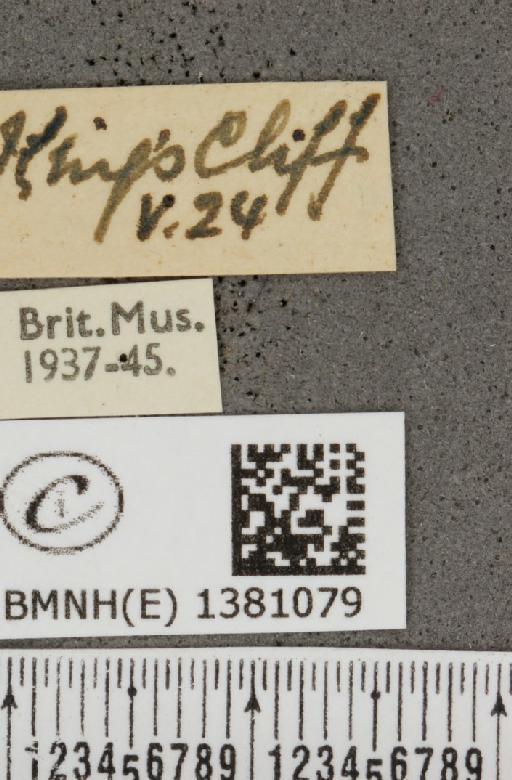 Carterocephalus palaemon (Pallas, 1771) - BMNHE_1381079_label_176583